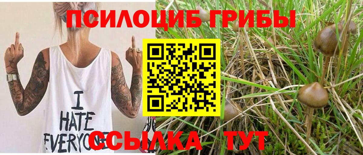 Галлюциногенные грибы Psilocybe Карталы